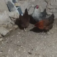 مرغ،خورس،|حیوانات مزرعه|تربت جام, جامرود|دیوار