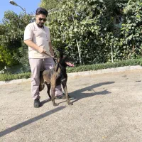 فروش سگ اصیل در مجموعه مجوزدار ایران|سگ|ملارد, |دیوار