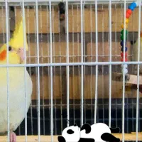 دوعروس هلندی چهار ماهه