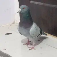 یک جفت کفترسبزومگس|پرنده|زاهدان, |دیوار