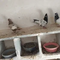 ماده کله وسینه جوانه|پرنده|شیروان (خراسان), |دیوار