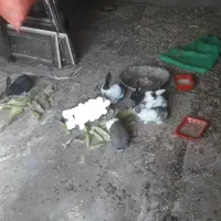 خرگوش نر و ماده