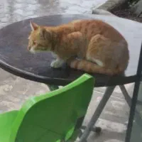 واگذاری گربه