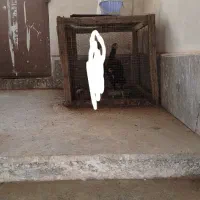 جوجه لاری