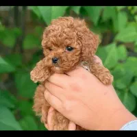 واگذاری سگ های پامر