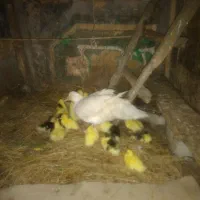 جوجه اردک خارجی با مادر