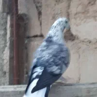 فروش کفتر ایرانی خارجی