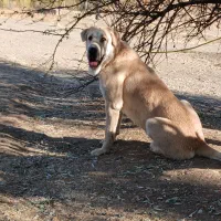 سگگ|سگ|زنجان, |دیوار