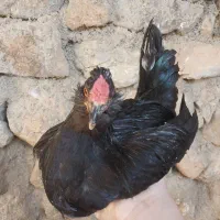 فروش یه تعداد زیاد نیمچه گلین و دو رگه