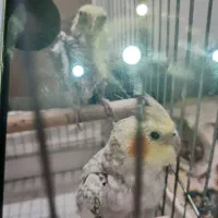 عروس هلندی