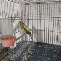 قناری  سهره خاکی|پرنده|اصفهان, شهشهان|دیوار
