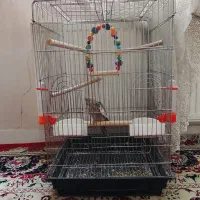 عروس هلندی و قفس بزرگ|پرنده|نسیمشهر, |دیوار