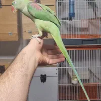 شاه طوطی رام و دستی