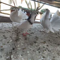 کبوتر|پرنده|گرگان, |دیوار