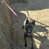 سگ مالینویز