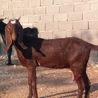 فروش بز وپازن در شهرستان جم