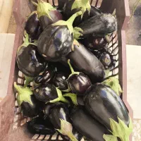بادمجان باغی