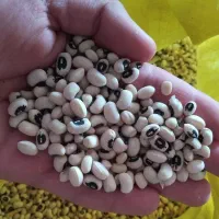 لوبیا چشم بلبلی عربی