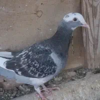 کپوتر پلاکی..