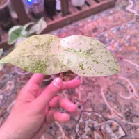 گیاه الوکازیا سفره ماهی