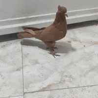 کبوتر غریب|پرنده|کوهدشت, |دیوار