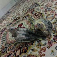 جوجه عروس هلندی