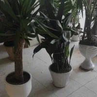 فروش کلی گل‌های یوکا و سیکاس