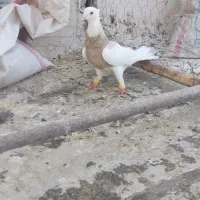3عدد پرنده نر