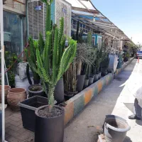 کاکتوس وگیاهان آپارتمانی|گل و گیاه طبیعی|مشهد, شهرک صنعتی توس|دیوار