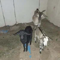 کهره جمولی|حیوانات مزرعه|قشم, |دیوار