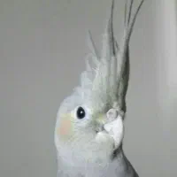 عروس هلندی گمشده محدوده کهن اباد