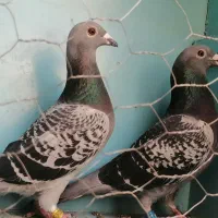 مسافتی عتیقه