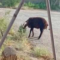 یک عدد بره نر