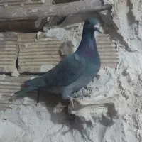 کبوتر  مسا فتی|پرنده|چگنی, |دیوار