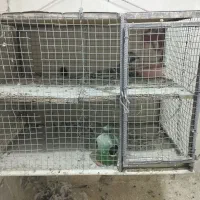 ققس جفت کن کبوتر، آهنی