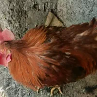 خروس