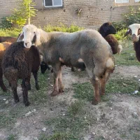 نر بره شیشک تخمی