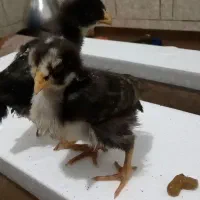 جوجه مرغ گلین در فیروزاباد