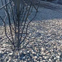 تولیدی حفاظ شاخ گوزنی