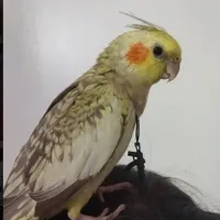 گمشده..‌عروس هلندی