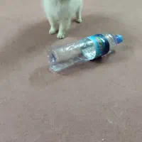 پامرانین خرسی