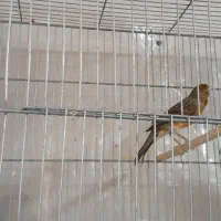 قناری رسمی