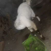 حیوان|حیوانات مزرعه|میناب, |دیوار