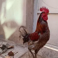 خروس محلی یکساله