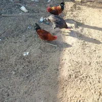 ۴ عدد خروس دونه ای ۵۰۰تومان|حیوانات مزرعه|حمیدیا, |دیوار