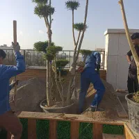 باغبانی .هرس. کودهی. تعویض خاک .|خدمات باغبانی و درختکاری|مشهد, کوثر|دیوار