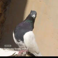 کبوترطوقی کله زردودم سفید سینه ای|پرنده|میانه, |دیوار