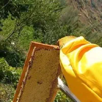 عسل طبیعی از منطقه بکر دالانپر ارومیه
