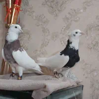 کفتر طوقی|پرنده|بروجرد, |دیوار