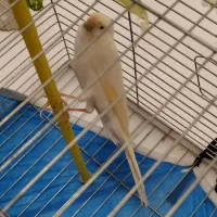 قناری ماده رسمی سفید بلند|پرنده|تبریز, |دیوار